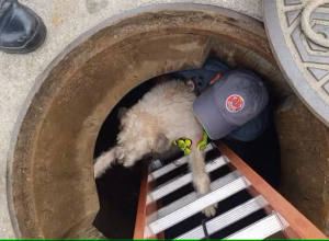 cadela deficiente visual é resgatada em caraguatatuba